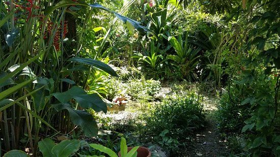 Barney's Flower & Hummingbird Garden Jamaica